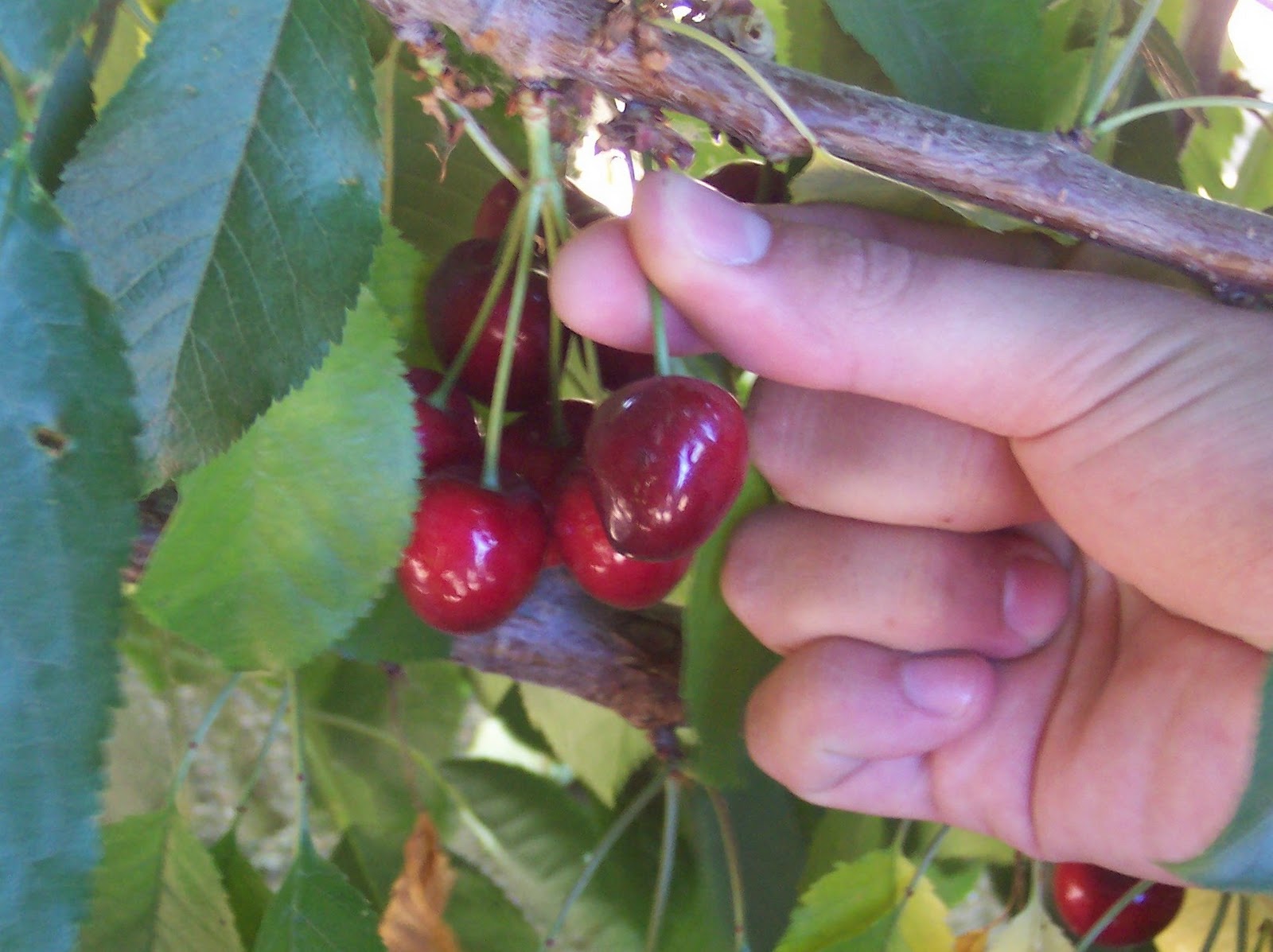 cherry-picking1.jpg