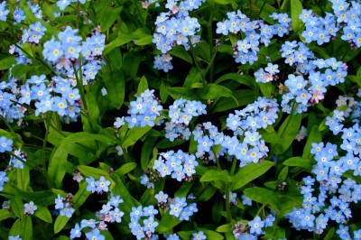 forget-me-nots-400x266.jpg