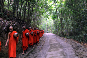 Bhuddist monks walking along a heavily tree covered road.