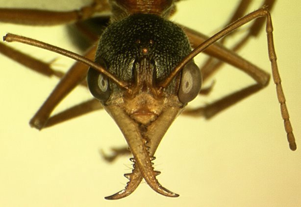 Myrmecia_sp.7a687c3.width-1600.70080c6.jpg