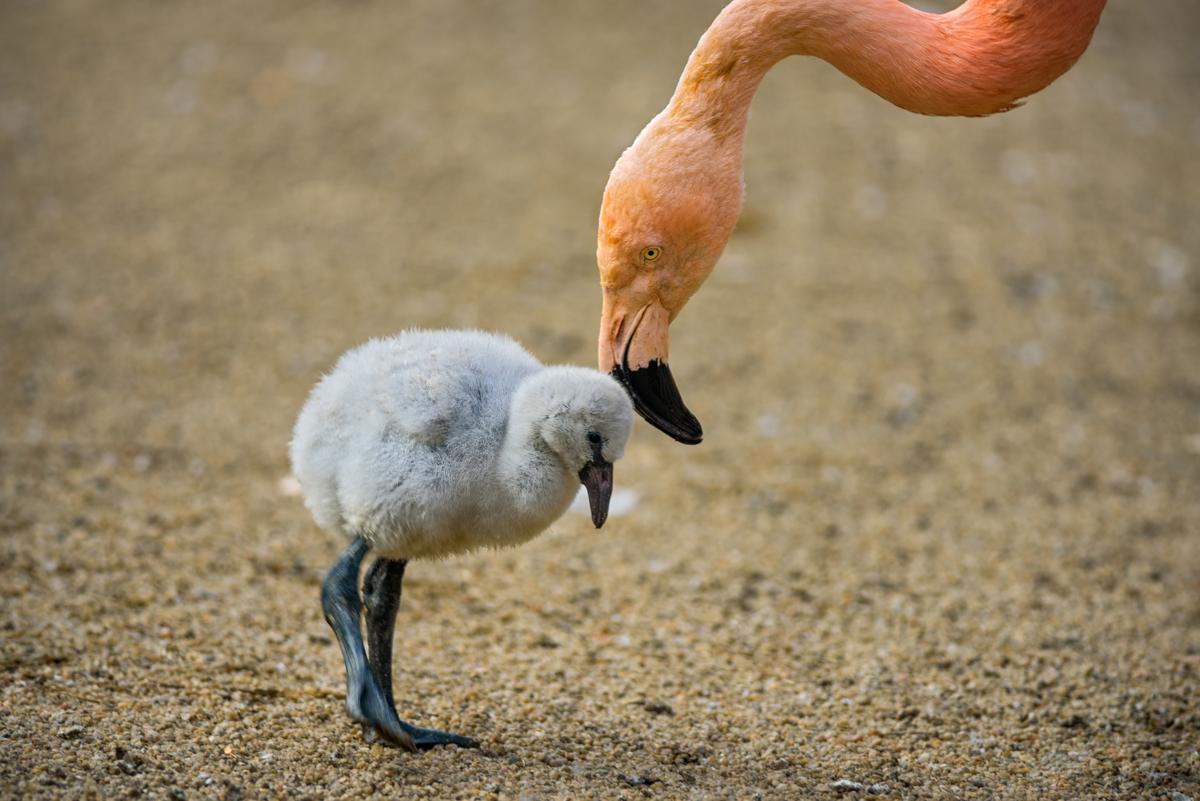 1200-490223362-baby-flamingo-bird.jpg