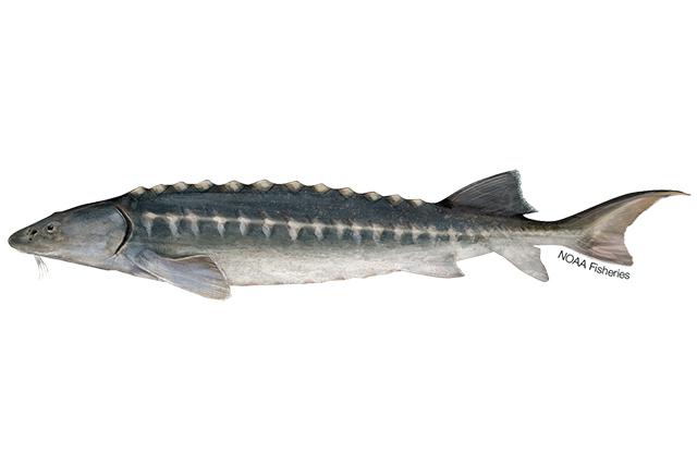 640x427-Sturgeon_European_NB_W.jpg