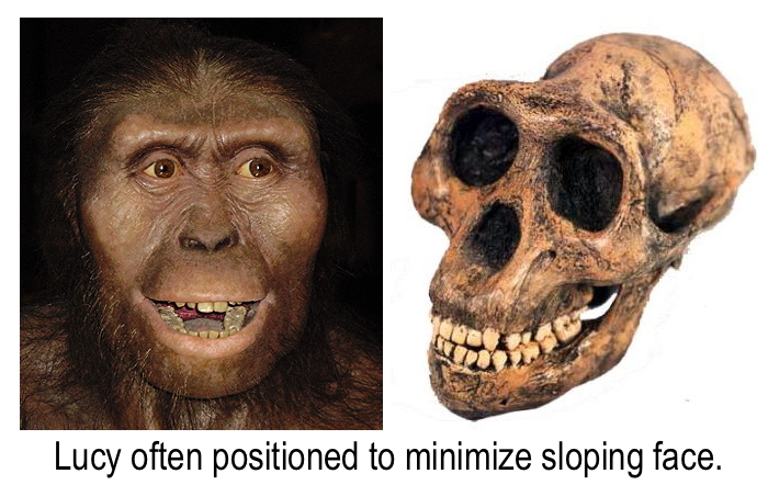 lucy-upright-face-but-sloping-skull.jpg