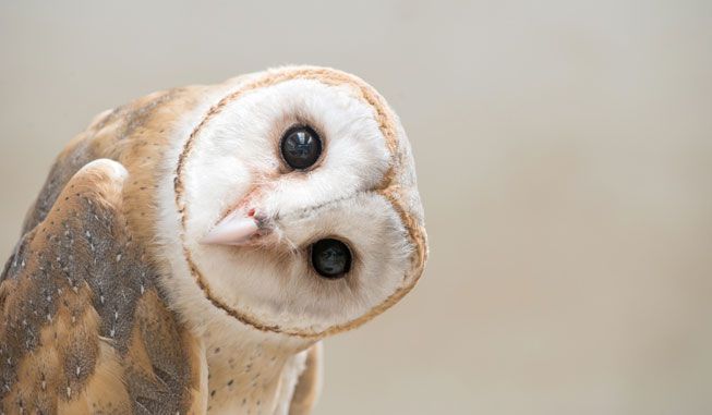 Barn-Owl-Cocked-Head.jpg.696x0_q80_crop-smart.jpg