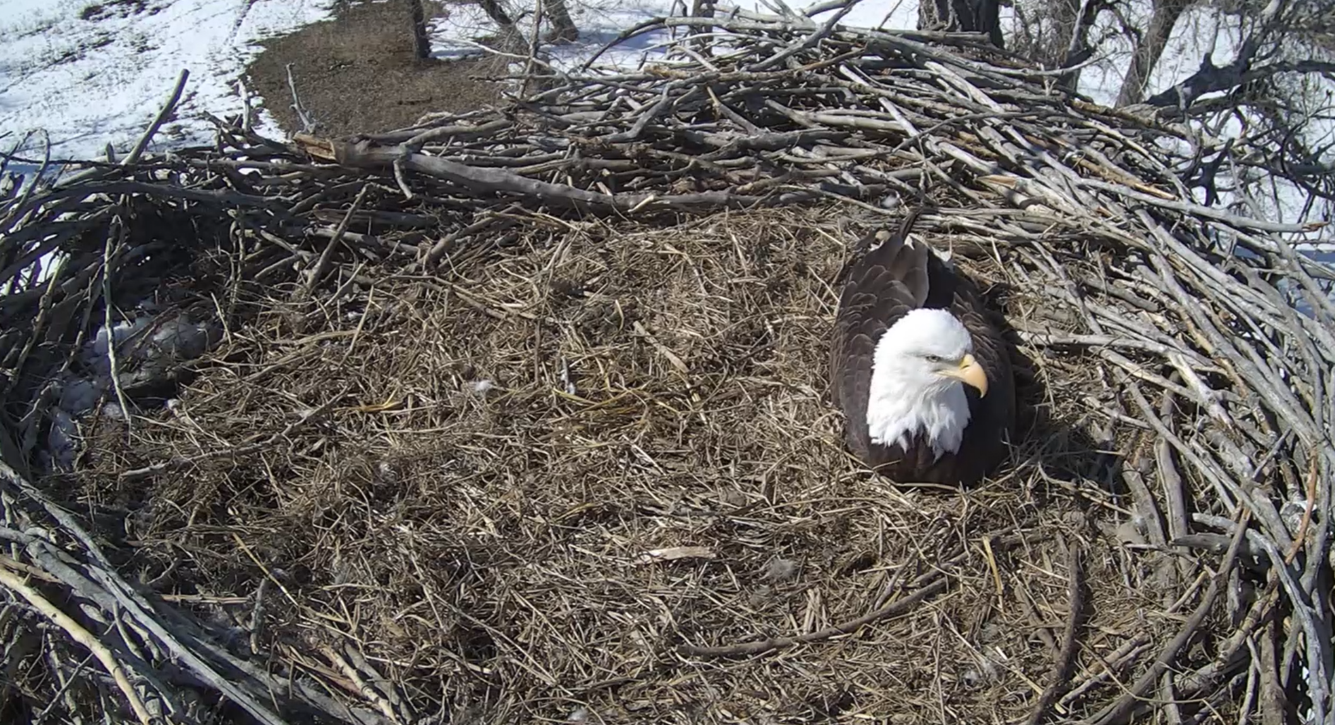 bald-eagle-in-nest-021820.png