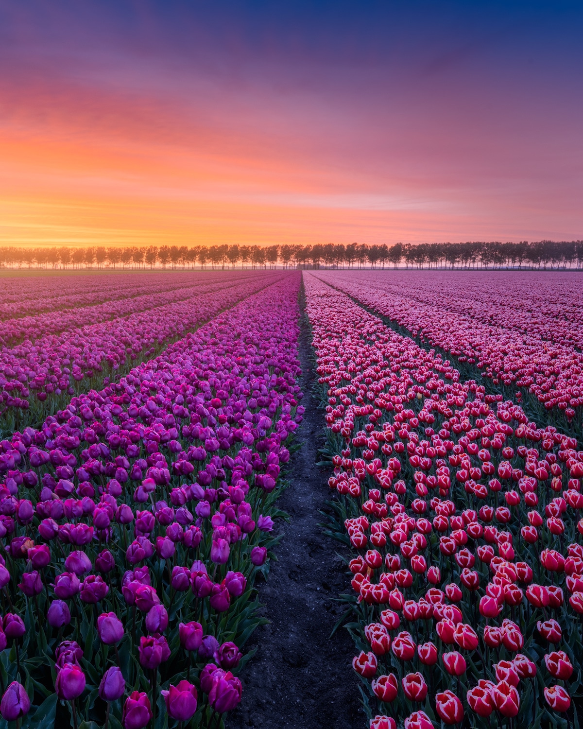 Netherlands-Spring-Albert-Dros-1.jpg