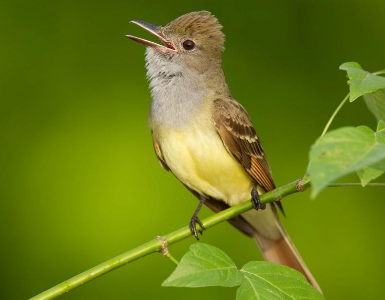 Great_Crested_Flycatcher_singing_6-1-2010.jpg