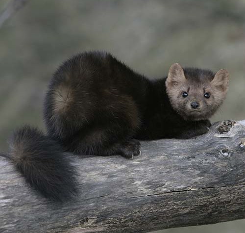 American-Pine-Marten-500x475.jpg