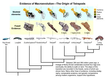 Tetrapod_transition.img_assist_custom.jpg