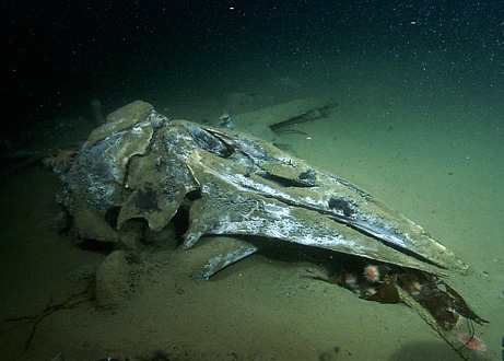 091202-02-whale-bones-worm-habitat_big.jpg