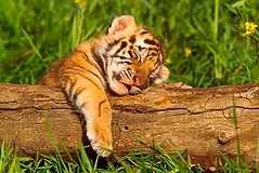 sleeping-tiger-cub.jpg