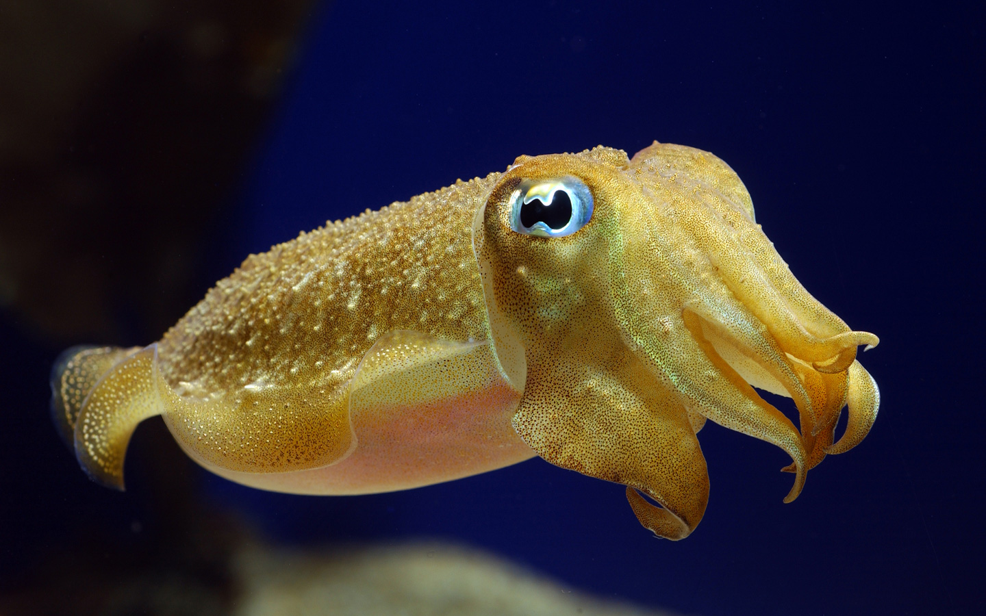 cuttlefish.jpg