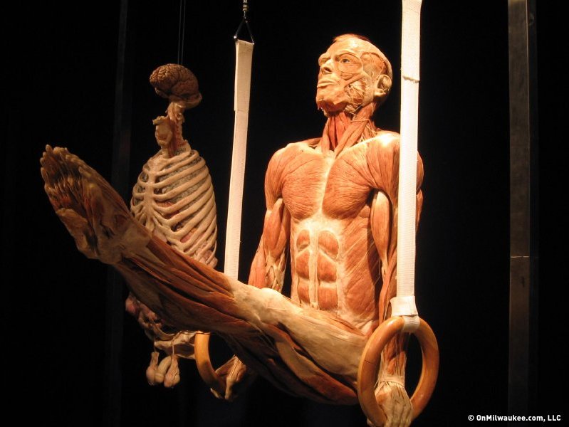 bodyworlds2_fullsize_story1.jpg