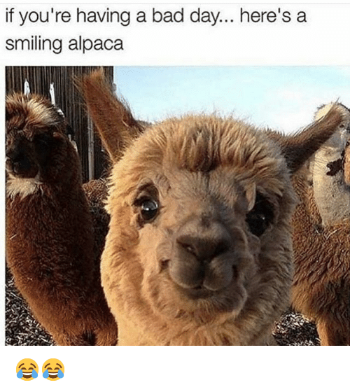 if-youre-having-a-bad-day-heres-a-smiling-alpaca-31656648.png