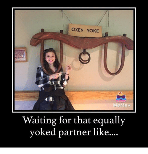 oxen-yoke-meme-waiting-for-that-equally-yoked-partner-like-18068019.png