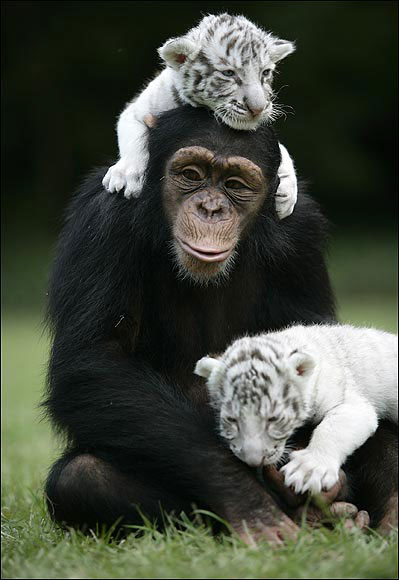 anjana-the-chimpanzee-and-two-tigers-13.jpg