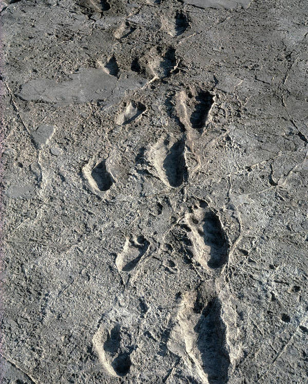 trail-of-laetoli-footprints-john-reader.jpg