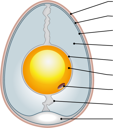 Egg-Diagram.png