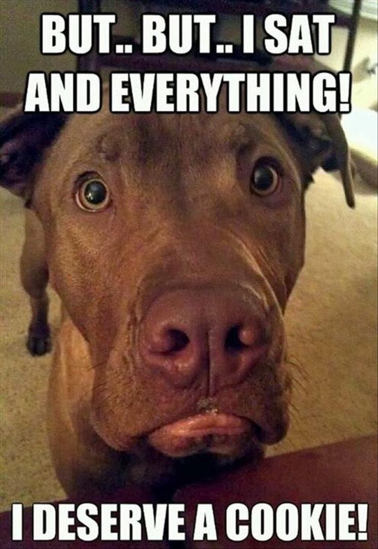 31c9e17fe45ca1febd22530a7798dca1--funny-dog-memes-funny-dogs.jpg