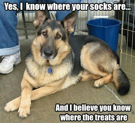 6152bf17e687c7b4dcbd86f171abb667--gsd-funny-funny-dogs.jpg