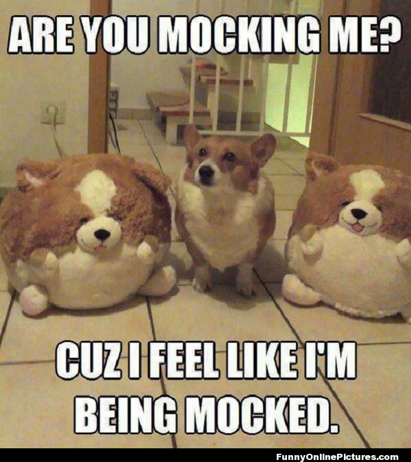 d8e64c43287e9cca5294cb937bfec981--so-funny-funny-dogs.jpg