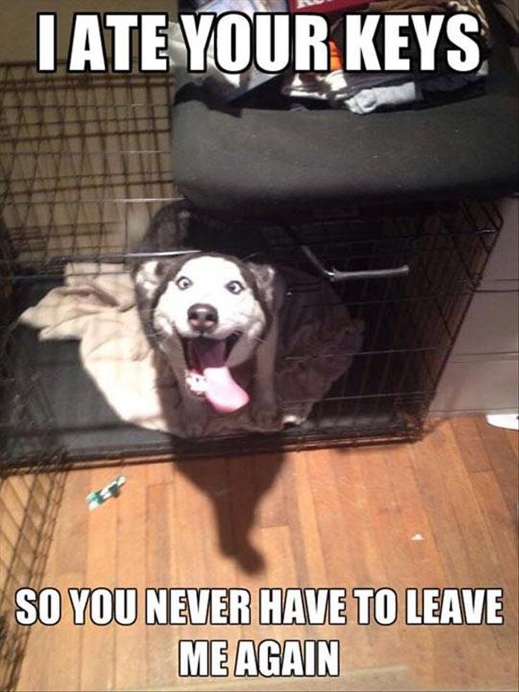 ef27ecf9ed397f9274b2345a5011d4b7--cute-funny-animals-funny-dogs.jpg