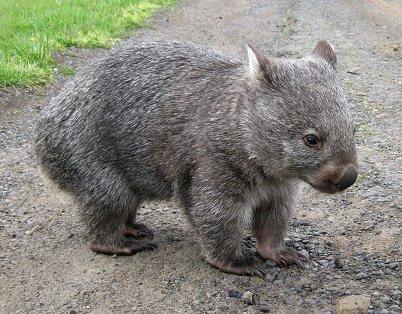 fde69035585316e6c18f412874d7e478--common-wombat-australian-animals.jpg