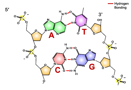 molecular_DNA.png