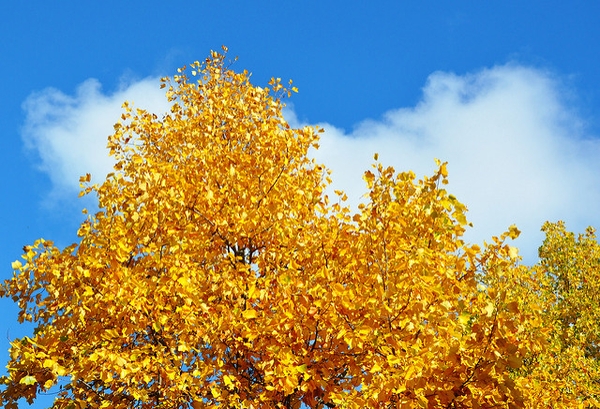 Liriodendron_tulipifera_fallcolor_ccbync20.jpg