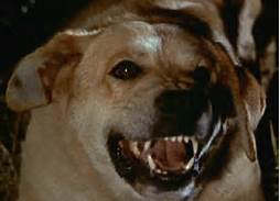 Old-Yeller-Movies-that-ruined-My-Childhood-Rabies.jpg