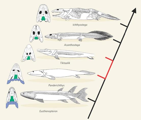 tiktaalik.jpg