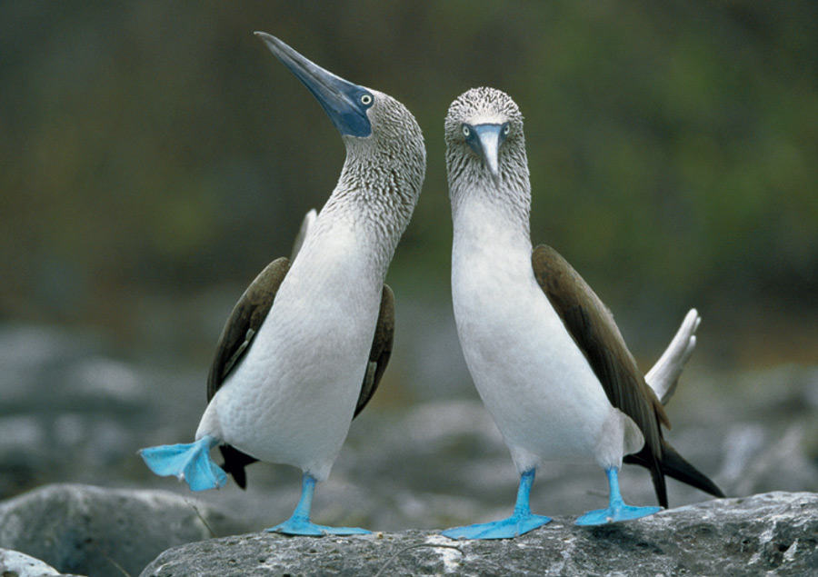 blue-footed-boobies-notecard-96.jpg