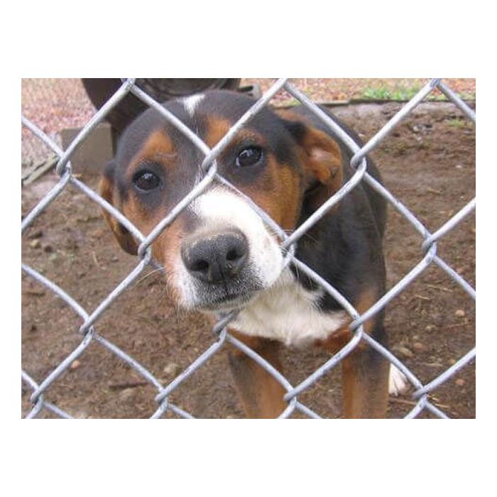 dog-fence-cold-mud-penelope-bsr1_1_1.jpg