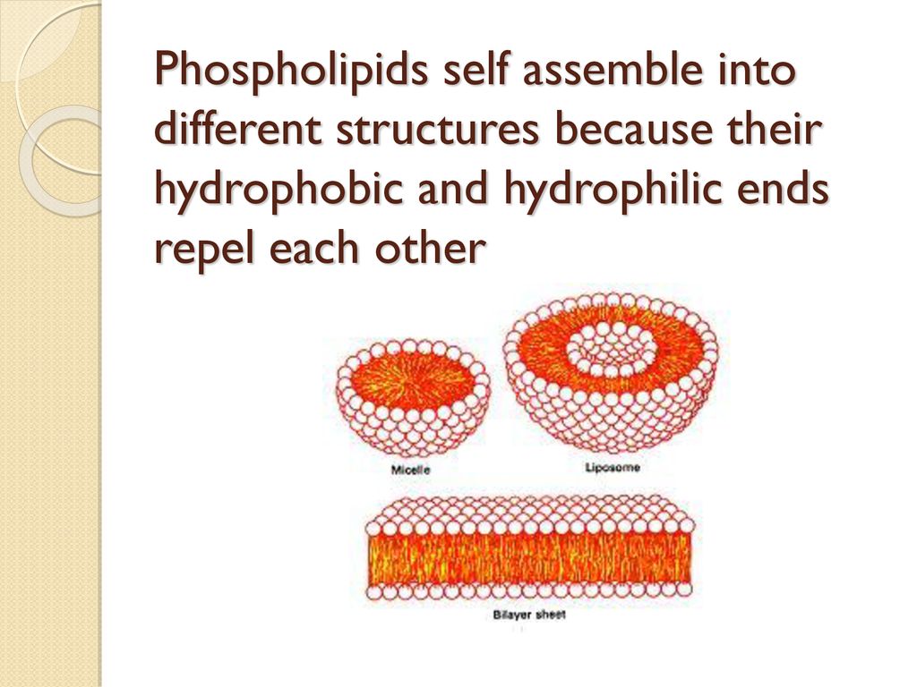 Phospholipids+self+assemble+into+different+structures+because+their+hydrophobic+and+hydrophilic+ends+repel+each+other.jpg