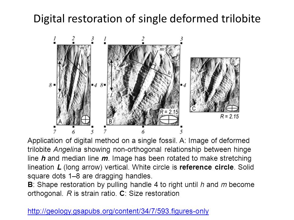 Digital+restoration+of+single+deformed+trilobite.jpg