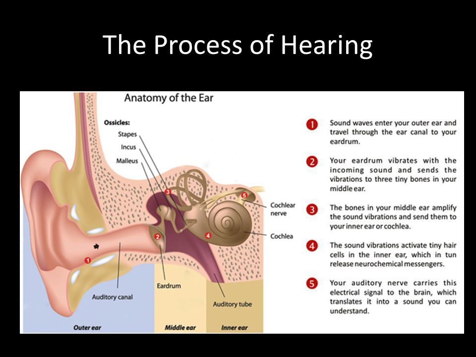 The+Process+of+Hearing.jpg