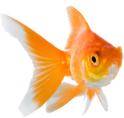 Goldfish.png