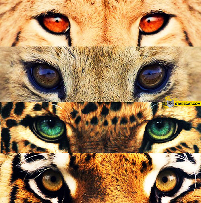 wild-cats-eyes-closeup.jpg