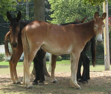 mules-missouri-animal.jpg