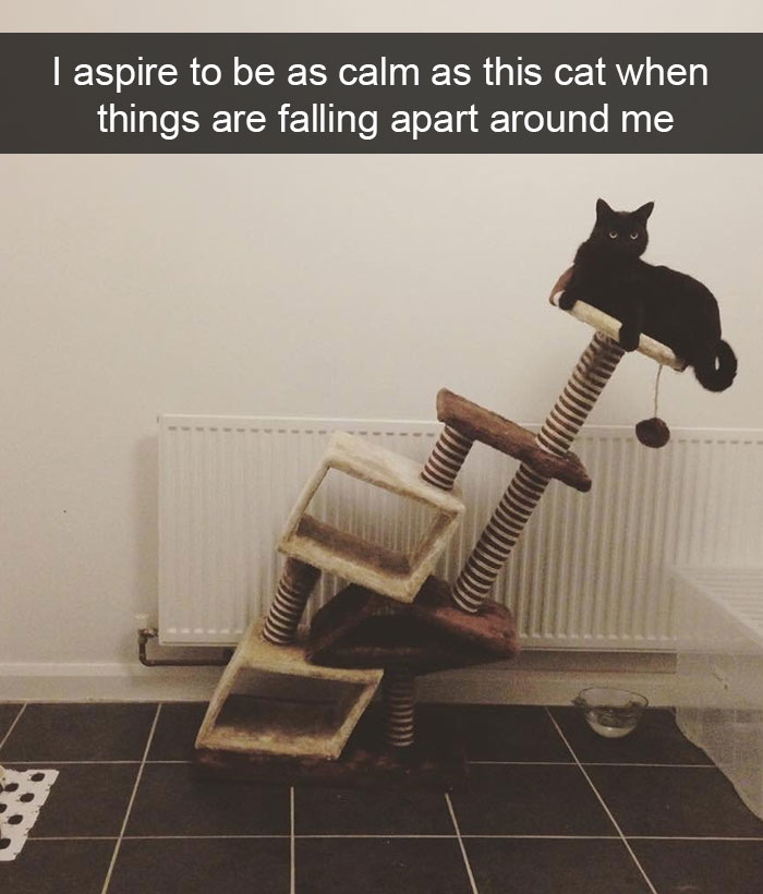 hilarious-cat-snapchats-3-5948f03775d51__700.jpg