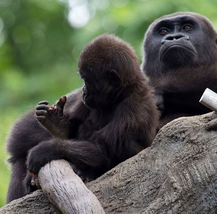 closeup-gorilla-hand-pink-white-pigmentation-anaka-zoo-atlanta-1-3-5e032565ab6cf__700.jpg