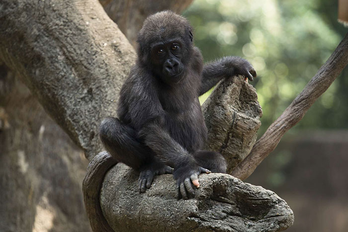 closeup-gorilla-hand-pink-white-pigmentation-anaka-zoo-atlanta-1-8-5e03257055597__700.jpg