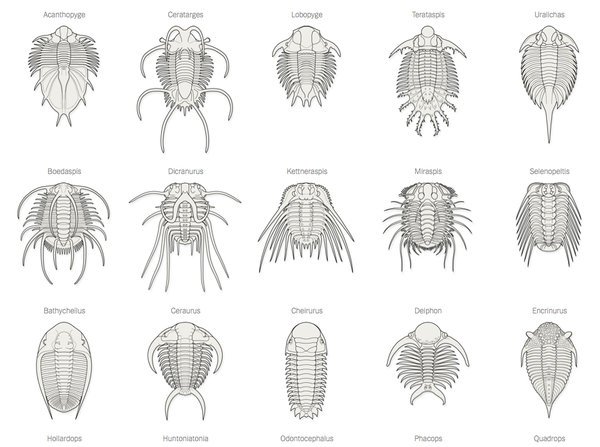 trilobites-1393889944421-articleLarge.jpg