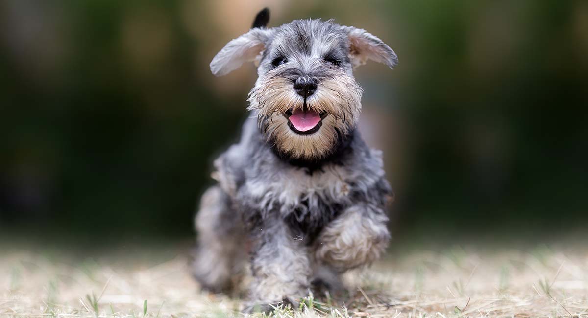 Teacup-Schnauzer-HP-long.jpg