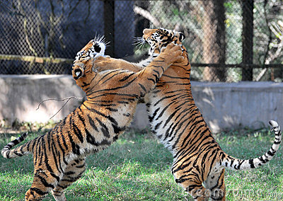 fighting-tigers-7978961.jpg