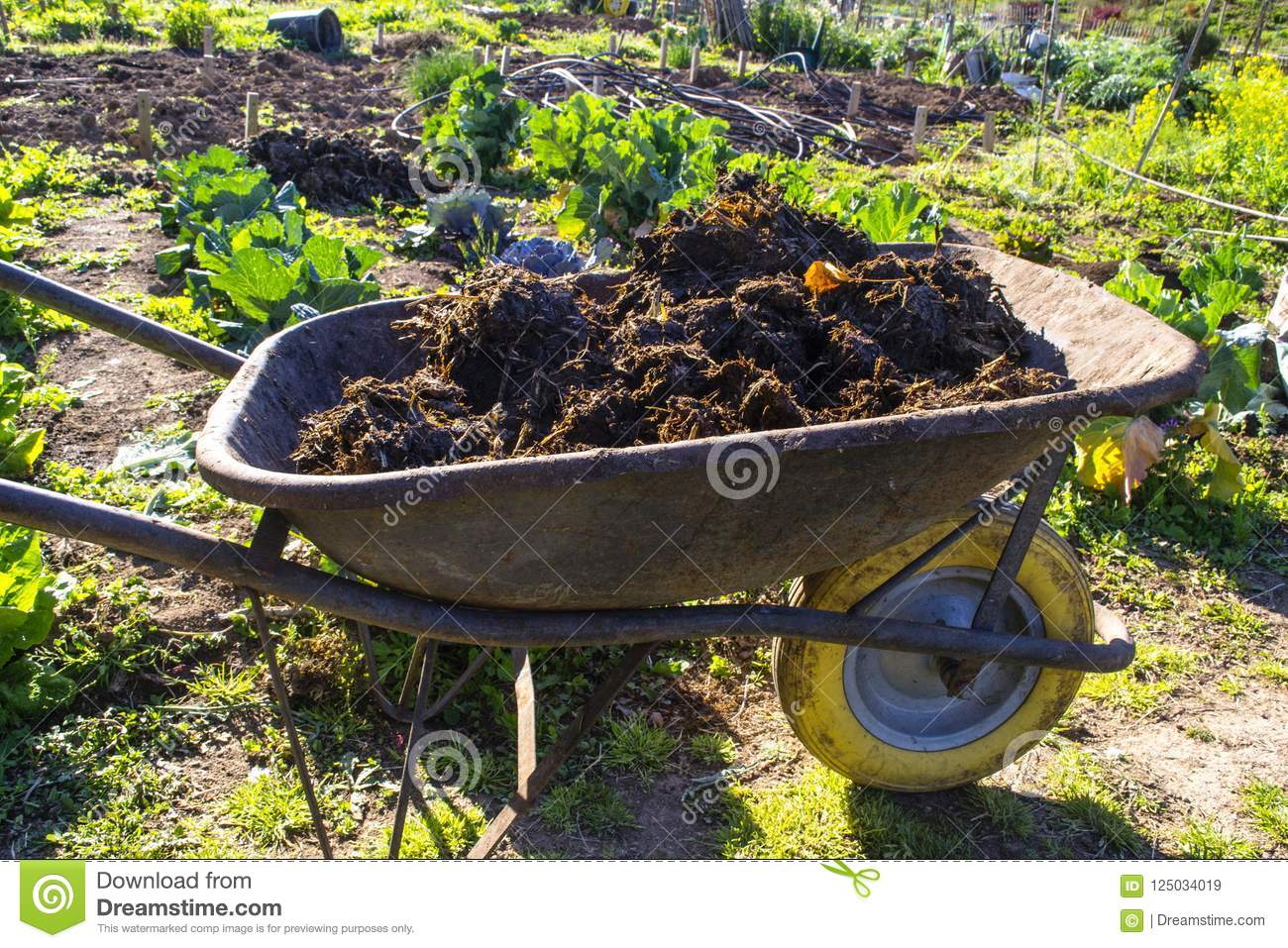 change-season-preparation-vegetable-garden-fresh-horse-manure-wheelbarrow-full-manure-vegetable-garden-125034019.jpg