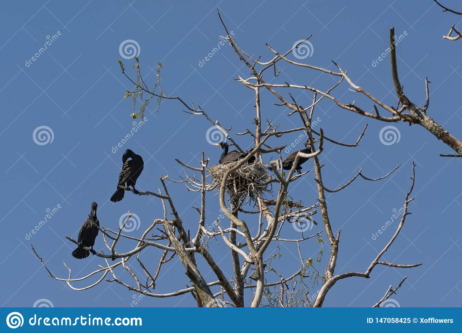 cormorant-family-around-nests-bare-branches-dead-tree-clear-blue-sky-phalacrocoracidae-cormorants-nest-147058425.jpg