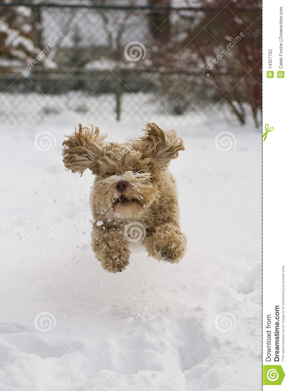 cute-puppy-playing-snow-14357752.jpg