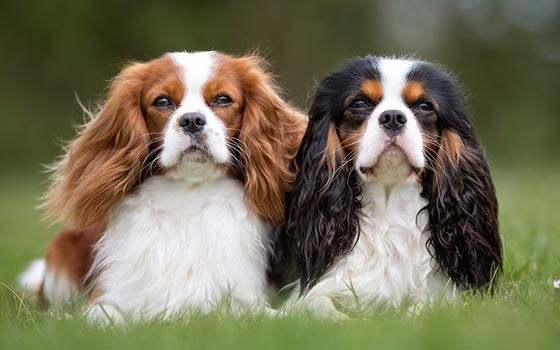 cavalier-king-charles-spaniel.jpg