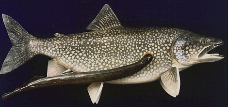 lampreytrout.jpg